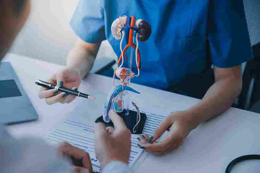urinary system
